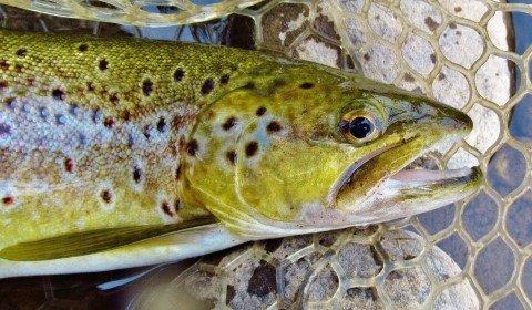 2019 04 02 Beautiful golden colours in the brown trout