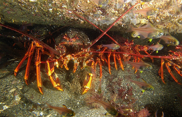 rock lobster 2019 b