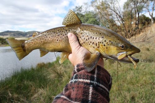 Résultat de recherche d'images pour "trout river north esk tasmania"