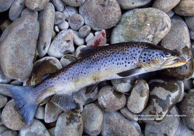 800gm-wild-Mersey-River-brown-trout-31-8-15