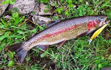Nice-Trout