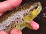 2016 02 25 Solid river brown a