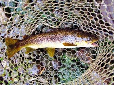 2016 03 10 Trout No 600 for the 2015 16 trout season Mersey River