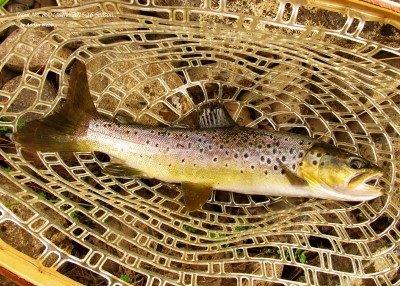 2016 04 24 Trout No. 800 is in the net Meander River