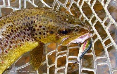 2016 08 20 brown trout muzzas lure