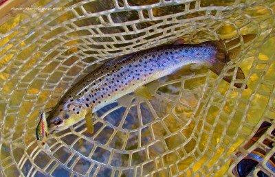 2016 09 10 another nice meander river wild brown trout