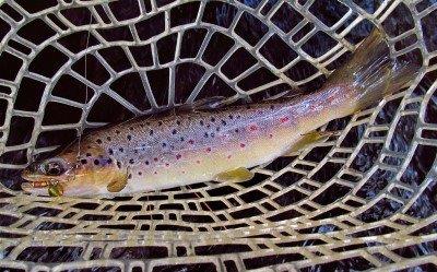 2017 08 09 Last trout of the day