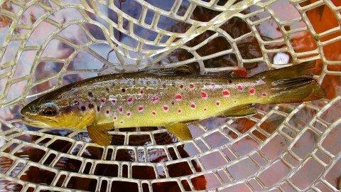 2017 09 22 Wild brown trout