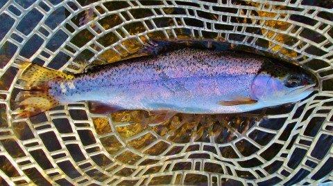 2017 11 08 Mersey River rainbow trout