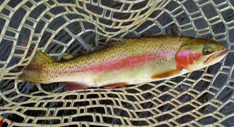 2017 11 10 Bright pink stripes on this Mersey rainbow trout