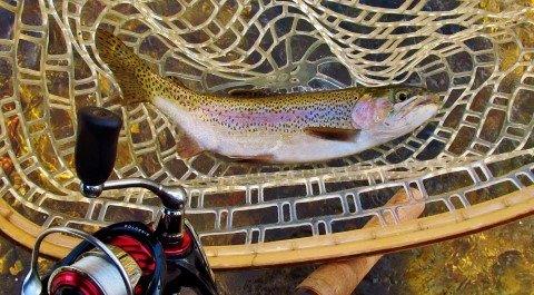 2017 12 13 Rainbow trout taken on gold Aglia Mersey River