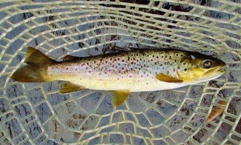 2018 02 8 Well conditioned Meander River brown
