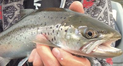 113 sea run trout bullet