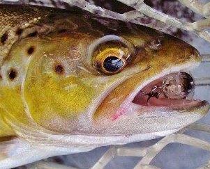 Adrians 500 2018 trout No.499 zoom