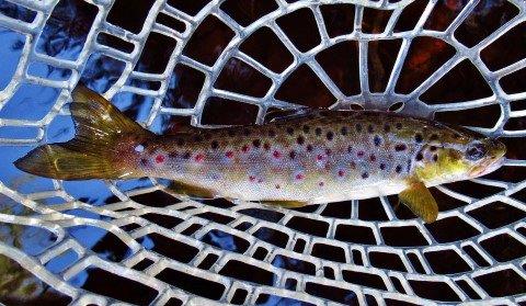 2018 04 03 Wild brown trout 6045