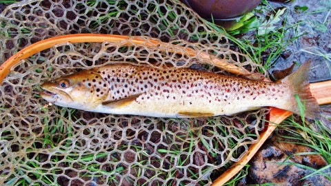 2018 08 06 3 First trout of the 2018 19 season 6565