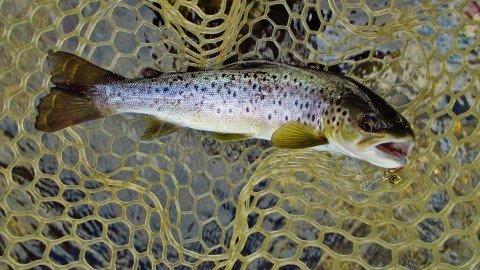 2018 10 03 The only trout for the session