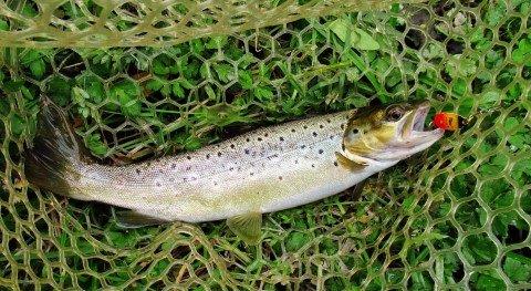 2018 10 15 4 One lovely wild brown trout