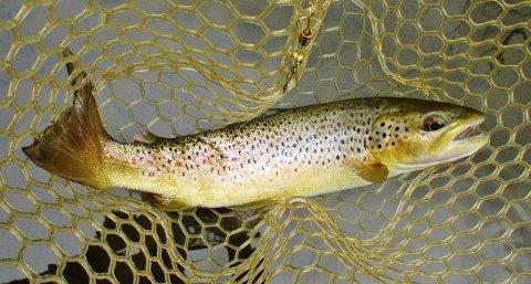 2018 10 15 5 Best trout of the day