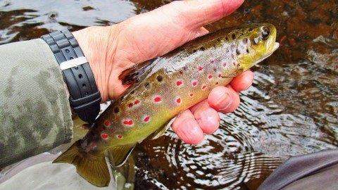 2018 11 06 Nice brown about to be released