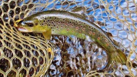 2018 11 19 Trout No 4 a well conditioned brown
