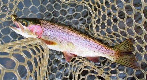 2018 12 13 Beautiful rainbow trout