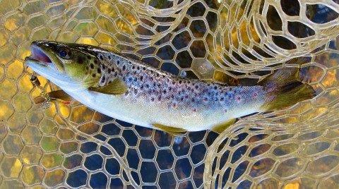 2019 02 02 Aglia Furia catches a solid brown trout