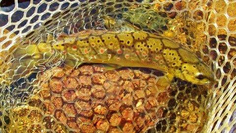 2019 02 25 Beautiful golden colours in this trout