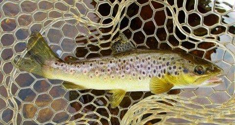 2019 02 25 Trout No 300 for the season