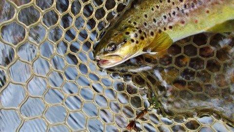 2019 04 01 March brown bug spinner and wild brown trout