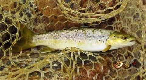 2019 04 02 Mersey River wild brown trout