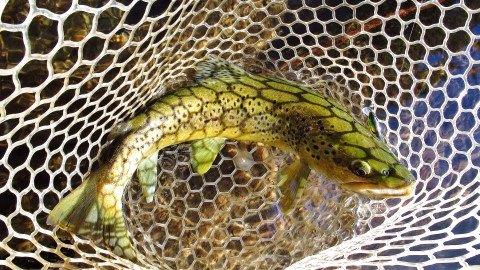2019 04 14 Meander River wild brown trout