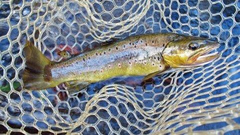 2019 04 24 Lovely solid Meander River brown trout