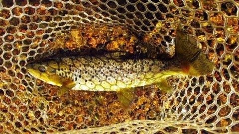 2019 05 09 Solid trout caught and released Leven River