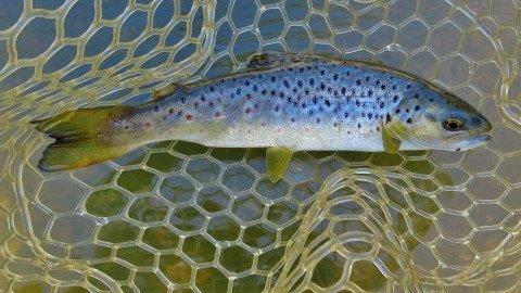 2019 05 13 Trout No 500 for the season