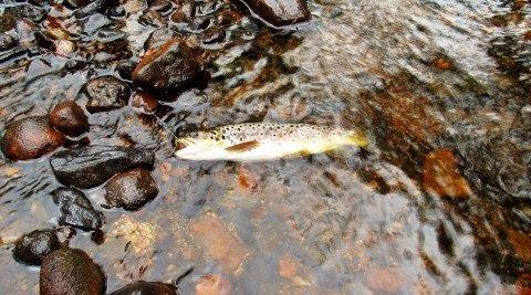 2019 06 13 Small brown trout falls to the gold Aglia