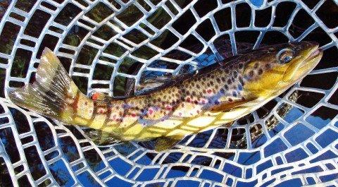 2019 06 27 Lovely wild brown trout