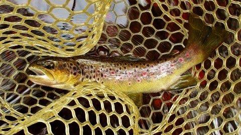 2019 08 22 Beautifully coloured brown trout