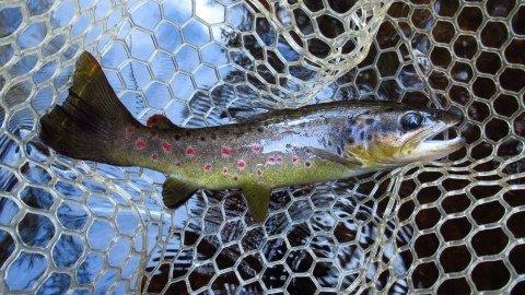 2019 10 01 2019 10 01 Another solid tannin water trout
