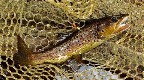 2019 10 06 Lovely solid wild brown trout