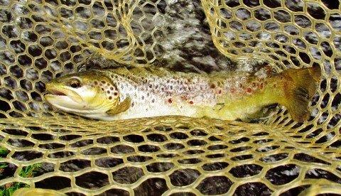 2020 01 20 A 720gm fast water wild brown trout