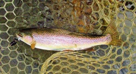 2020 02 22 One of two wild rainbows caught