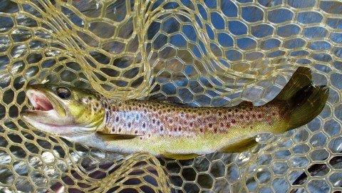 2014 03 14 Another fast water wild brown trout