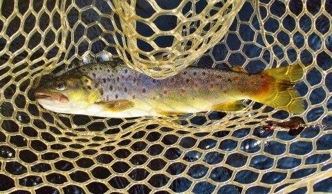 2014 03 14 This trout fell to the March Brown Bug spinner