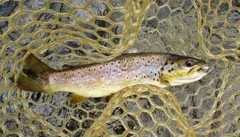 2014 03 15 The fouteenth and last trout of the day
