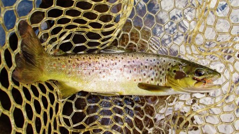 2020 05 05 Solid Meander River brown trout