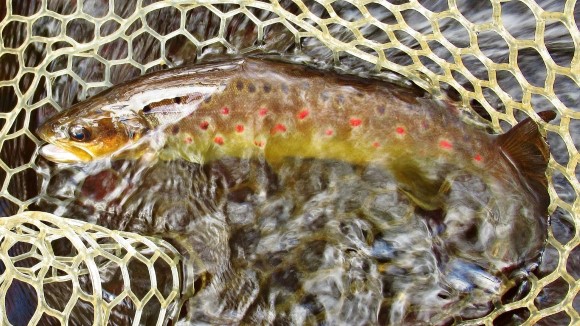 2020 07 05 400th Trout for 2019 20 season