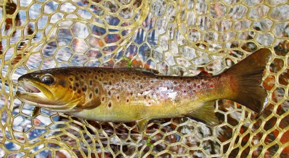 2020 07 05 A quality wild brown trout