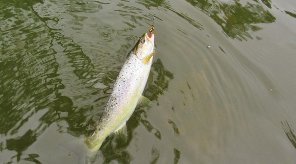 2020 08 18 Second trout that fell to the Aglia Aglia rainbow
