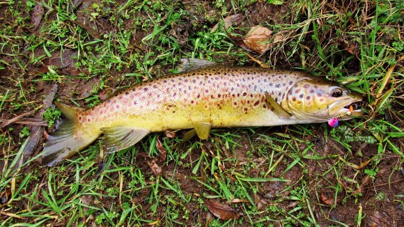 2020 09 01 Surprise catch 610 gm approx wild brown
